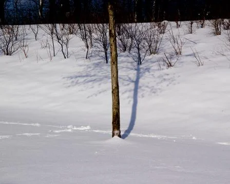 Shadow tree Stock Photos
