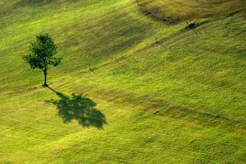 Shadow from a tree Stock Photos
