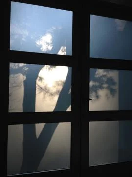 Shadow Tree Stock Photos