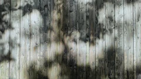 Shadow of a tree reflected on a wooden fence in Japan Stock Footage 320809239