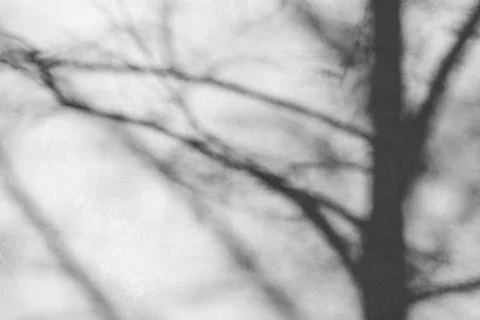 Shadow of tree on rough wall background Photos