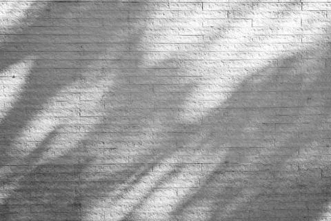 Shadow of tree on rough wall background Foto stock