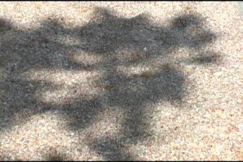 Shadow Of A Tree On The Sand 스톡 동영상 505717