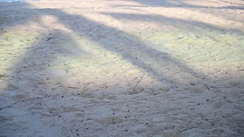 Shadow of tree slow motion flutter on sand floor Stock Footage 239908153