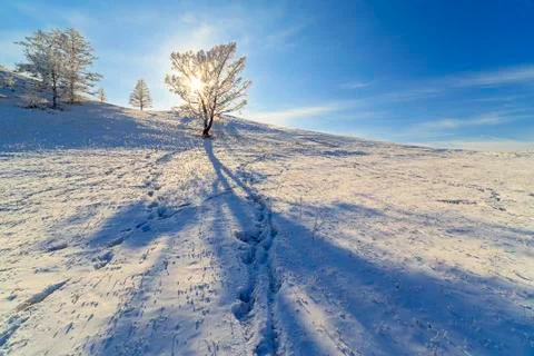 The shadow of a tree in the snow Stock Photos