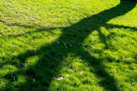 Shadow of the tree at the spring grass Stock Photos