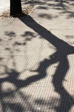 Shadow of a Tree on the Street Stock Photos