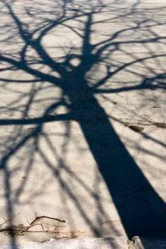 Shadow of a Tree on the Street Stock Photos