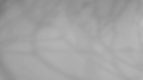 The shadow of a tree sways on a white background Stock-Fotos