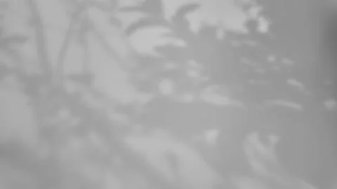 The shadow of a tree sways on a white background Foto stock