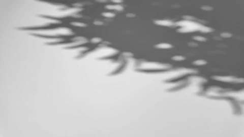 Shadow of a tree sways on a white background Stock Photos