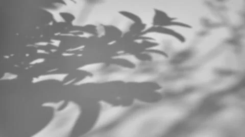 The shadow of a tree sways on a white background 스톡 사진