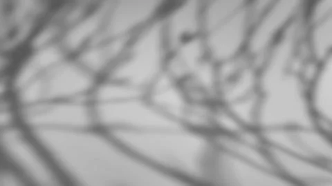 The shadow of a tree sways on a white background 스톡 사진