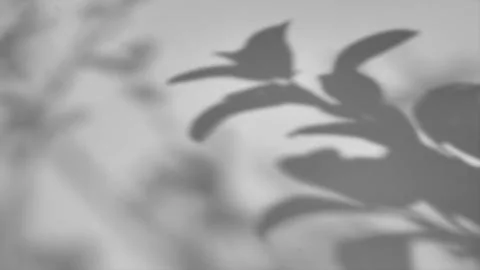 The shadow of a tree sways on a white background Stock Photos