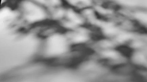 Shadow of a tree sways on a white background Stock Photos