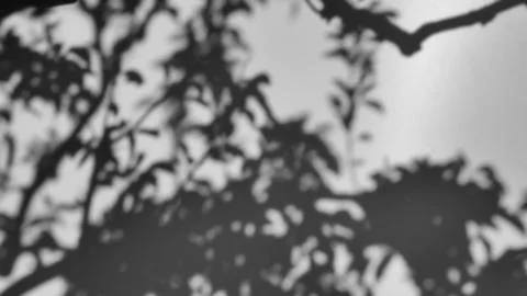 Shadow of a tree sways on a white background Stock Photos