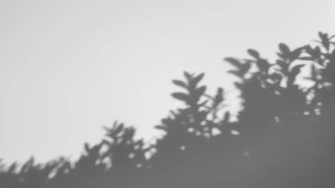 The shadow of a tree sways on a white background 写真素材