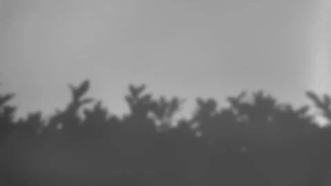 The shadow of a tree sways on a white background Stock Photos