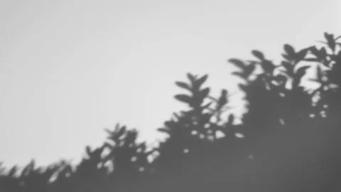 The shadow of a tree sways on a white background Stock Photos