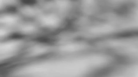 The shadow of a tree sways on a white background Stock Photos