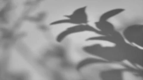 The shadow of a tree sways on a white background Stock Photos