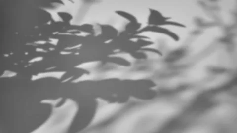 The shadow of a tree sways on a white background 스톡 사진