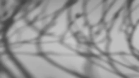 The shadow of a tree sways on a white background 스톡 사진