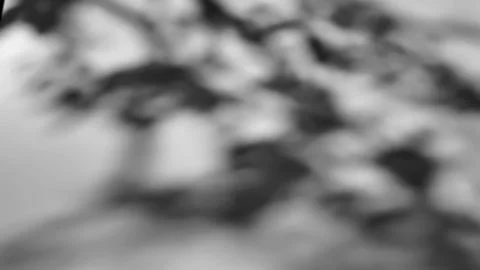 The shadow of a tree sways on a white background Stock Photos