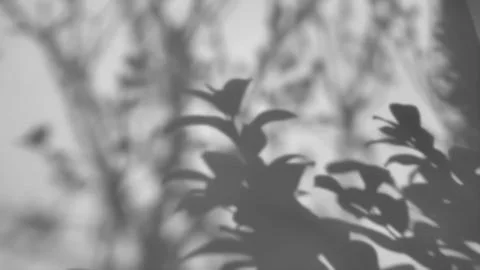 The shadow of a tree sways on a white background Foto stock