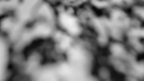 The shadow of a tree sways on a white background Stock-Fotos