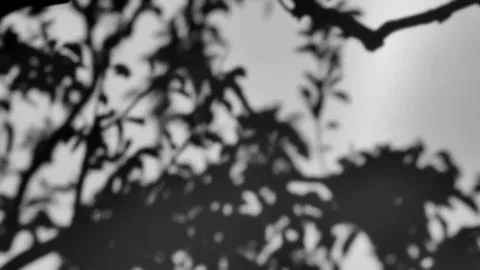 The shadow of a tree sways on a white background Stock Photos