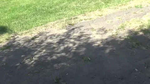 The shadow of a tree sways in the wind and is visible on the road 库存影片 335705580