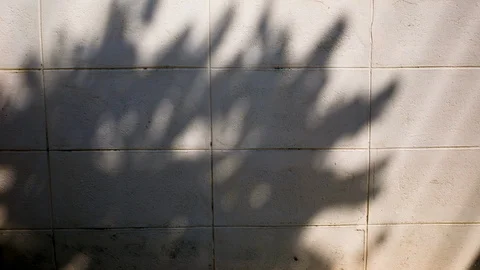 Shadow of tree on the wall in morning time Stock Footage 100744099