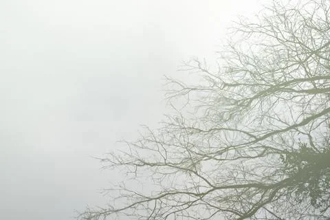 Shadow of tree on the water Stock Photos