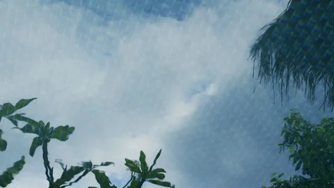 Shadow of a tree on the water surface in the pool Stock-Footage 341916966