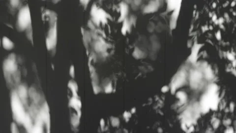 Shadow of Tree on White Fence Stock Footage 195105231