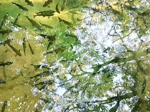 Shadow of a  trees, clouds and leafs reflected on the water full of fishes Stock-Fotos