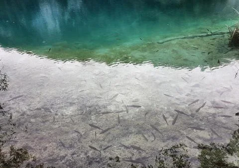 Shadow of a  trees, clouds and leafs reflected on the water full of fishes Stock Photos