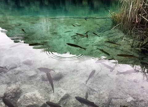 Shadow of a  trees, clouds and leafs reflected on the water full of fishes Stock Photos