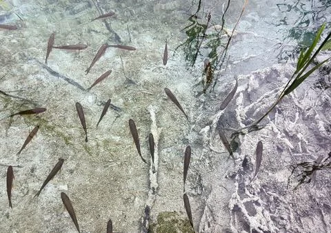 Shadow of a  trees, clouds and leafs reflected on the water full of fishes Stock Photos