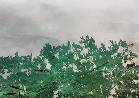 Shadow of a  trees, clouds and leafs reflected on the water full of fishes Stock Photos