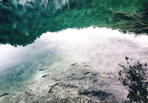 Shadow of a  trees, clouds and leafs reflected on the water full of fishes 写真素材