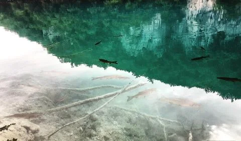 Shadow of a  trees, clouds and leafs reflected on the water full of fishes Stock Photos