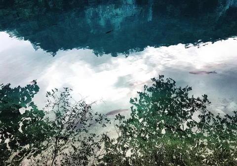 Shadow of a  trees, clouds and leafs reflected on the water full of fishes Stock Photos
