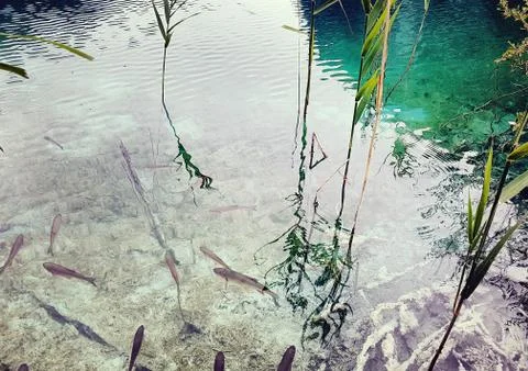 Shadow of a  trees, clouds and leafs reflected on the water full of fishes Stock Photos