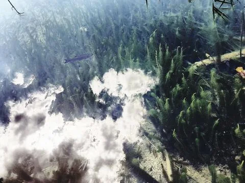 Shadow of a  trees, clouds and leafs reflected on the clear water full of fishes 写真素材
