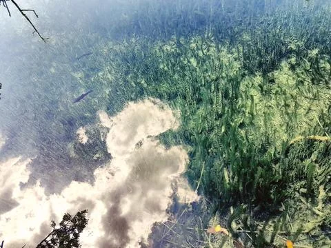 Shadow of a  trees, clouds and leafs reflected on the water full of fishes Stock Photos