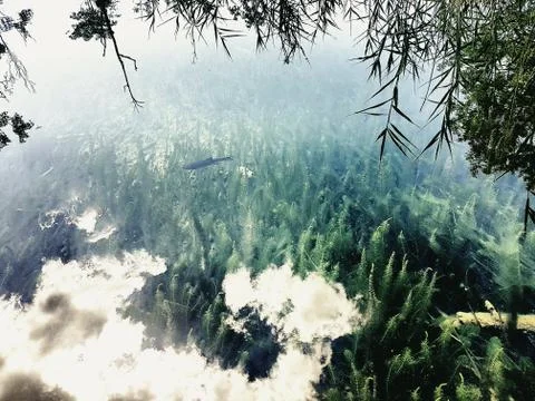 Shadow of a  trees, clouds and leafs reflected on the water full of fishes Stock Photos