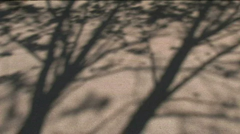 Shadow trees  Stock Footage 373649