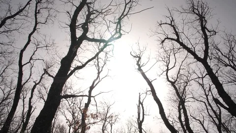 Shadow trees Stock Footage 127322653